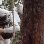The lighthouse tree lantern from the original Swallows and Amazons film has come to light
